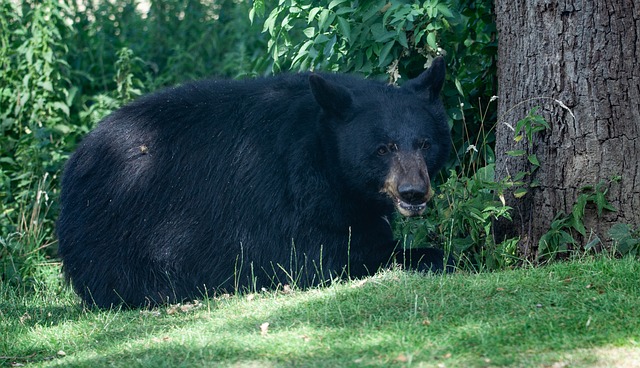 american black bear - which bear is the most dangerous
